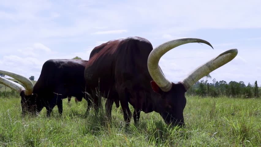 Ankole-Watusi Longhorn Cattle Grazing In The Field In Uganda. - close up shot
