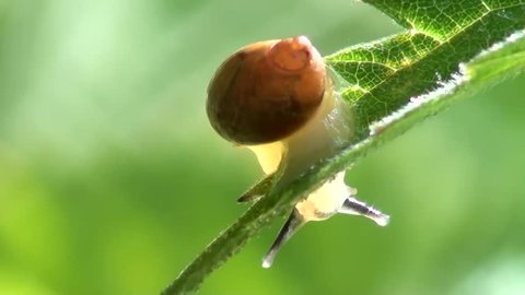 Amber Snail (Succineidae)
