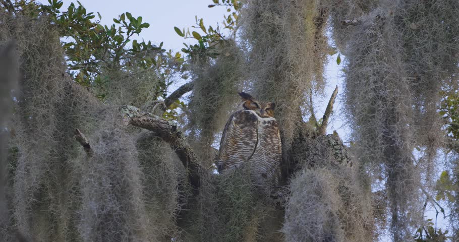 Great Horned Owl perched on tree branch moss covered