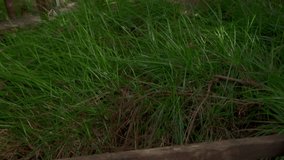 Tilt up reveal of the Giant Tingle Tree that has been hollowed out by fire but lives on. Some of the largest trees in the world. - Powered by Shutterstock - Get 15% off with code: PIKWIZARD15