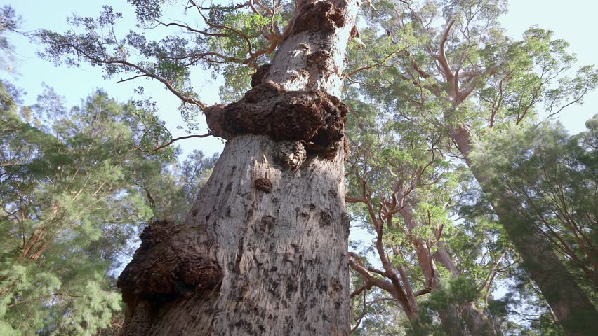 Low angle looking up and circling a giant red tingle tree with knotted trunk in Walpole.