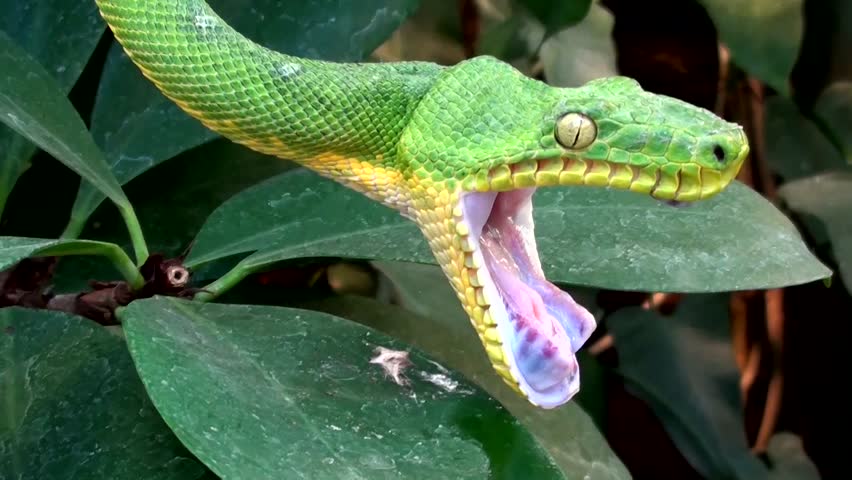 Green Tree Boa Corallus Caninus 库存影片视频 100 免版税 Shutterstock