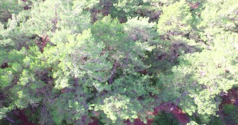 forest and pine trees aerial Mediterranean