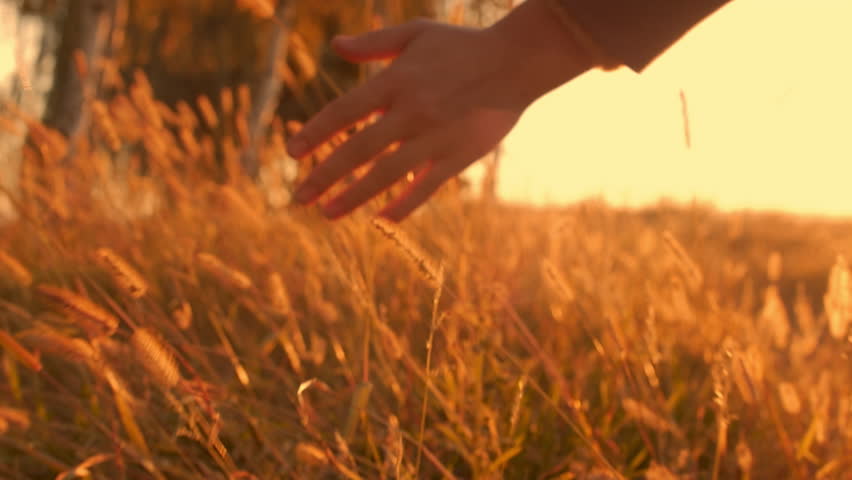 Human woman's hand moving through yellow field of the grass. Female hand touching a young wheat in the wheat field with sunset. Girls hand touching wheat during sunset. Slow motion. Village concept.4K Royalty-Free Stock Footage #3413178219