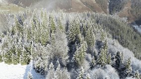 Aerial view of a frozen forest with snow covered trees at winter. Winter landscape of Carpathian Mountains pine trees drone shooting 4K video. Spruces covered with snow and frost.