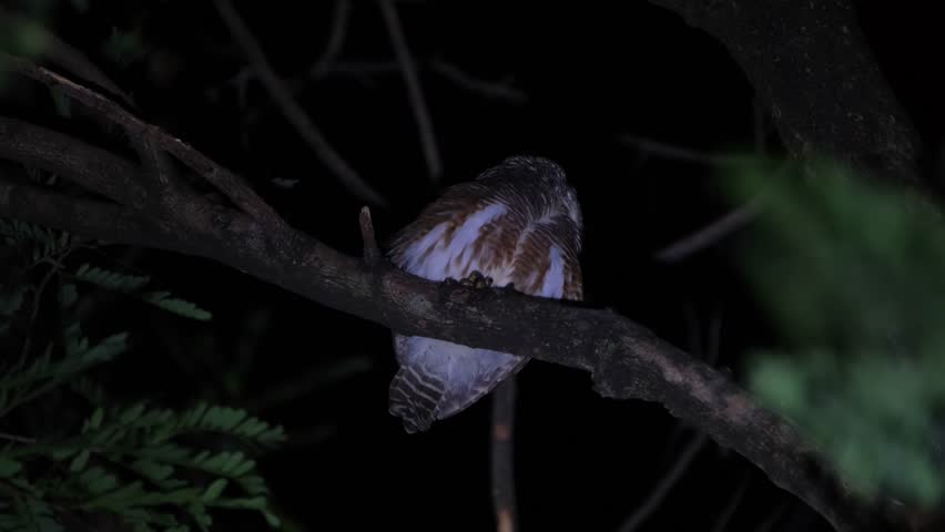 Looking back to its left side then turns its head as seen perching up a tree in the middle of the night, Asian Barred Owlet Glaucidium cuculoides, Thailand Royalty-Free Stock Footage #3413213235