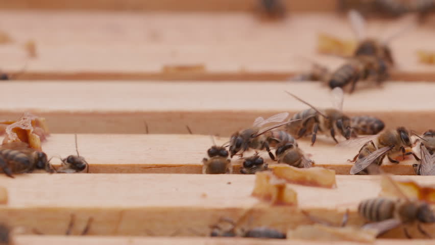 Close up view of the opened hive body showing the frames populated by honey bees. Bee mooving on top of it. Focus changing