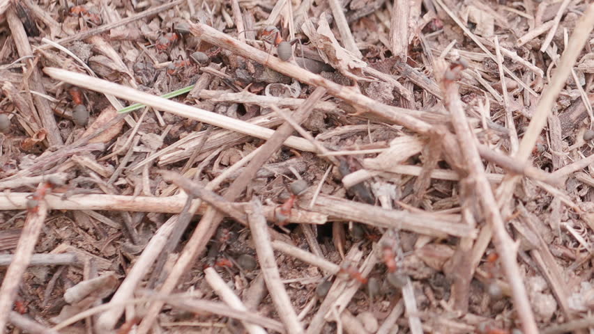 Big anthill in the straws. Big anthill with colony of ants in summer forest. Ants on the ant hill in the woods closeup, macro. They mooving sticks and building their house