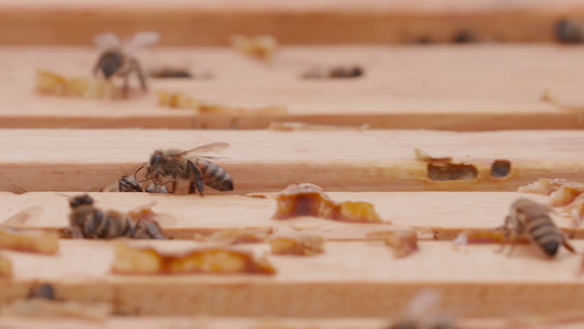 Close up view of the opened hive body showing the frames populated by honey bees. Focus changing. Bee mooving on top