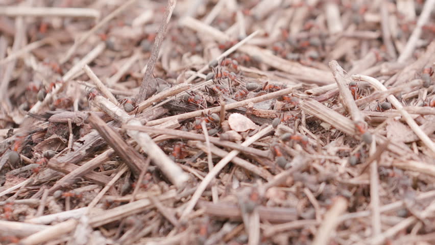 Big anthill in the straws. Big anthill with colony of ants in summer forest. Ants on the ant hill in the woods closeup, macro. Focus changing. They mooving sticks and building their house