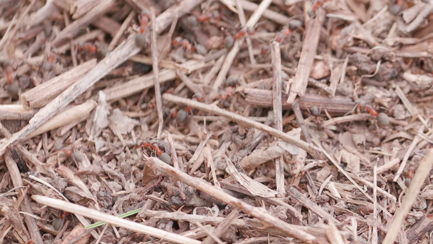 Big anthill in the straws. Big anthill with colony of ants in summer forest. Ants on the ant hill in the woods closeup, macro. They mooving sticks and building their house
