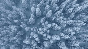 Blizzard weather with heavy falling snow 4K view. Drone flying above snow covered trees on snow storm day. Epic aerial view of winter wonderland in North American National Park, Washington state, USA - Powered by Shutterstock - Get 15% off with code: PIKWIZARD15
