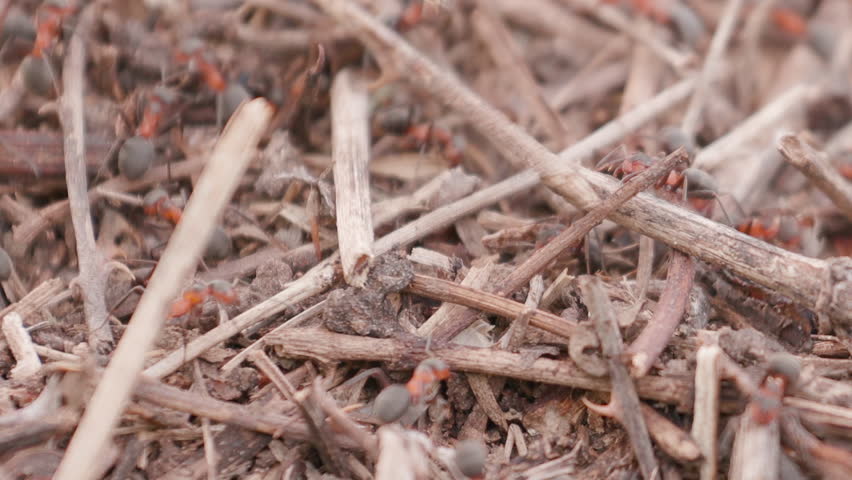 Big anthill in the straws. Ants on the ant hill in the woods closeup, macro. Big anthill with colony of ants in summer forest. They mooving sticks and building their house