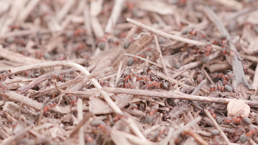 Big anthill in the straws. Ants on the ant hill in the woods closeup, macro. Big anthill with colony of ants in summer forest. They mooving sticks and building their house