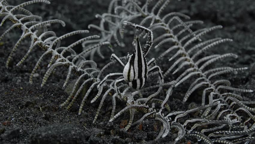 A striped crab sits on a sea lily with its only claw raised. Feather star squat lobster (Allogalathea elegans) Squat lobsters (Galatheidae) 2 cm ID: longitudinal dark stripe down the carapace.