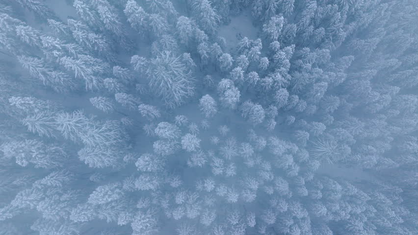 Top down view blizzard weather with heavy falling snow. Drone flying above snow covered trees on snow storm day. Epic aerial view of winter wonderland in North American National Park, Washington USA Royalty-Free Stock Footage #3413341581