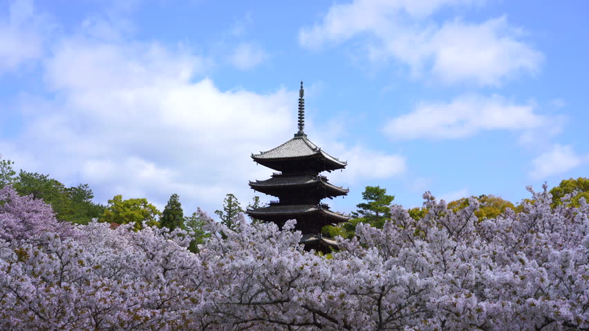 Omuro zakura cherry blossoms change from shade to sunlight at Ninnaji Temple Kyoto Royalty-Free Stock Footage #3413380657