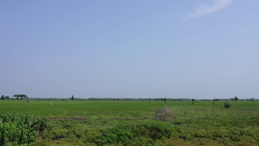 4K video footage of a swamp starting to turn green after previously drying out due to the long dry season in Java, Indonesia