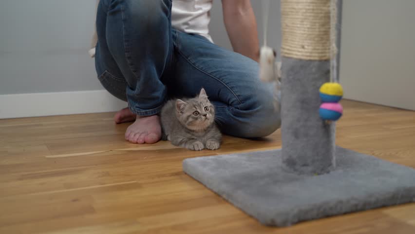 Playful scottish straight gray kitten plays with owner of house on floor, man teases kid cat with toy mouse on string, animal catches prey and jumps on scratching post. Cute kitty on claw sharpener.