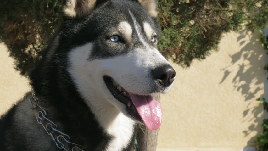 Young cute husky dog with moist nose, opened jaws and tongue out with kind sight. Portrait shot.