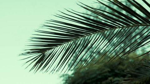 Slow motion of Palm leaves blowing in the wind