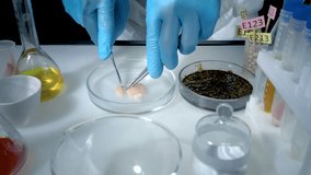 A scientist analyzes poultry meat. Using a scalpel to separate a sample in a food laboratory. Genetic modifications of the product. - Powered by Shutterstock - Get 15% off with code: PIKWIZARD15