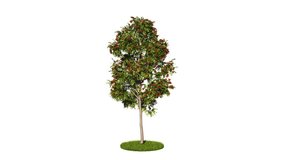Looping 3D realistic tree isolated on white with alpha channel to be used for architecture visualization or motion graphics or any other video