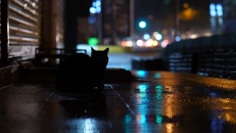 Black cat sitting at dark sidewalk, run away. City traffic, car lights blurred on background. Headlights reflection at wet pavement after rain. Empty area, one animal at darker footpath of road