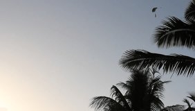 A skydiver floats above palm trees during dusk in Oahu, Hawaii