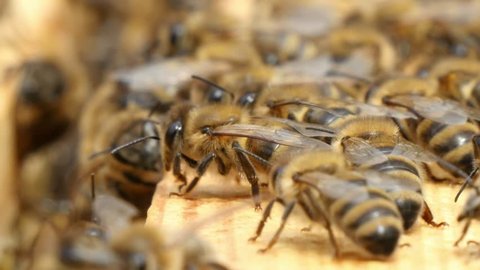 Behive Stock Video Footage 4k And Hd Video Clips Shutterstock Behive Stock Video Footage 4k And Hd Video Clips Shutterstock