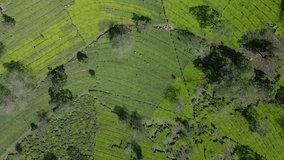 Overhead drone shot of large tea plantation on progress to harvest. Top down view.