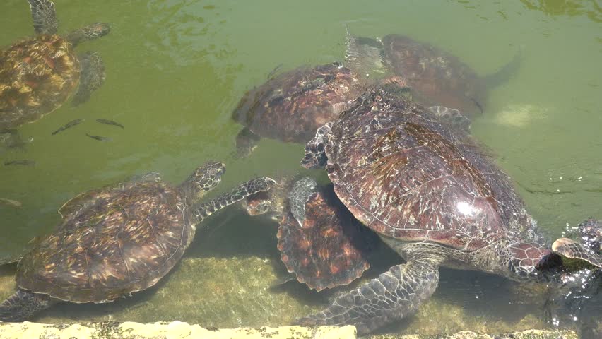 Wildlife. Sea turtles close-up. Zoo on the Zanzibar island. Exotic animals. Royalty-Free Stock Footage #3413719519