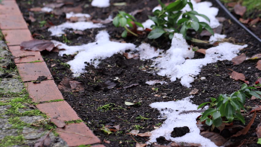 Plastic foil covering flowers in the garden, plant covered by foil against the frost in winter, melting snow on the ground.