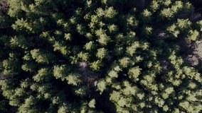 Top down slowly rotating 4K drone clip over some pine trees in the mountainous area of Vitosha, close to Sofia, Bulgaria