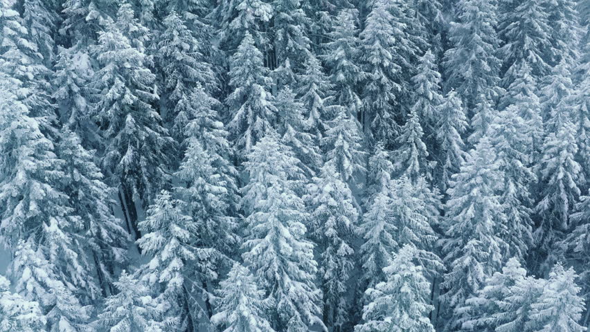 Drone shot of snow flakes 4K. Mountain fir forest view at snow storm. Cinematic winter aerial. White trees covered by fresh snow. Winter wonderland background. Copy space at spruce forest at snow fall