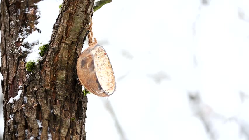 The blue tit is a colourful little bird with a blue cap, white cheeks, black eyestripes, a greeny-blue back, yellow belly, and blue wings and tail.