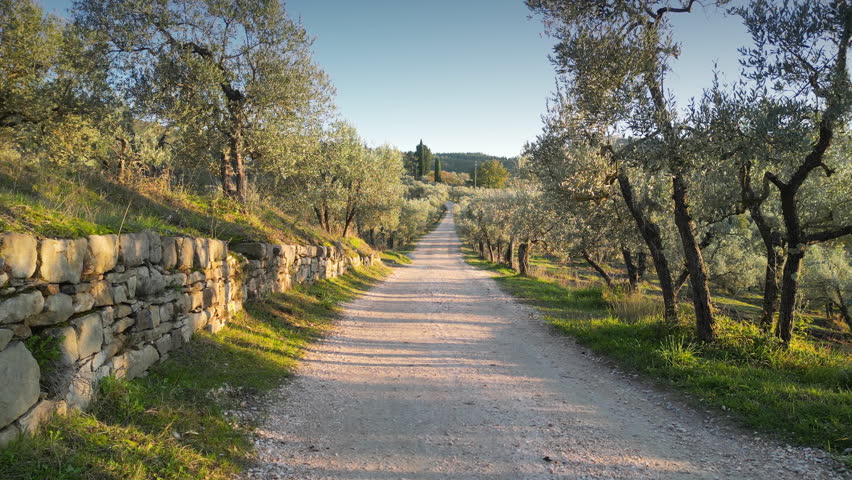 Flying on a dirt road among olive trees in Tuscany near Florence at sunset. Italy Royalty-Free Stock Footage #3413866149