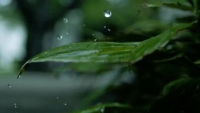 Drop of water falls from a green mint leaf. slow motion . High quality FullHD footage - Powered by Shutterstock - Get 15% off with code: PIKWIZARD15
