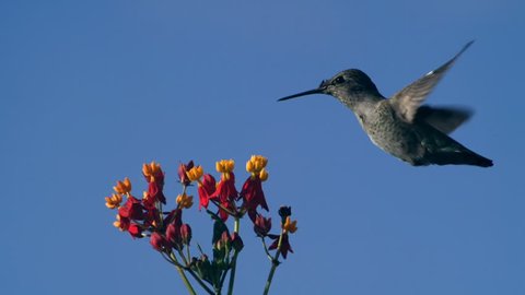 Hummingbird Hovering On Milkweed Flowers Slow Motion 2000fps