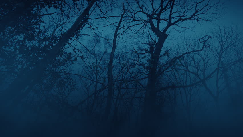 Walking In Misty Dark Woods Creepy Landscape
