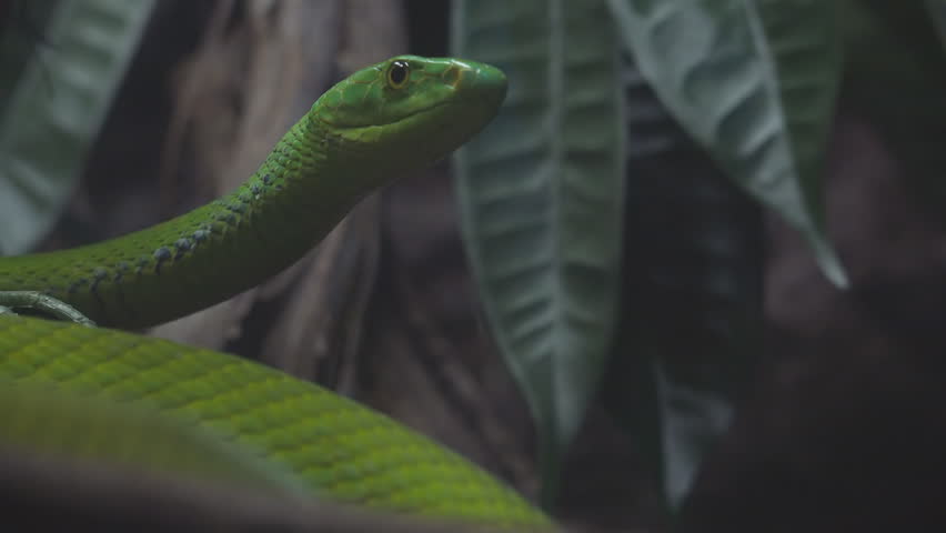 Portrait of green mamba snake (Dendroaspis angusticeps) in dark rainforest