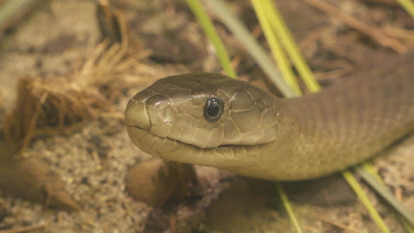 Black mamba (Dendroaspis polylepis) venomous snake portrait