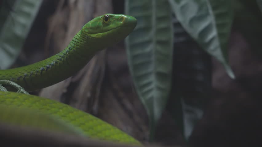 Green mamba (Dendroaspis angusticeps) venomous snake hunting in the dark forest Royalty-Free Stock Footage #3413966749