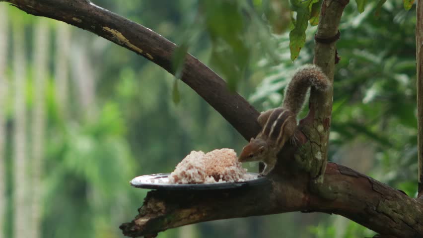 Palm Squirrel eating rice. Three stripe squirrel, , Funambulus, Indian Palm Squirrel Royalty-Free Stock Footage #3413970809