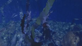 Slow motion underwater videos of algae on the ocean floor