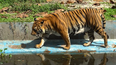 4k b-roll cinematic footage of female Malayan tiger (Panthera tigris jacksoni) walking repeatedly around in zoo