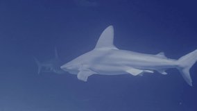 Slow motion underwater videos of shark swimming in the ocean