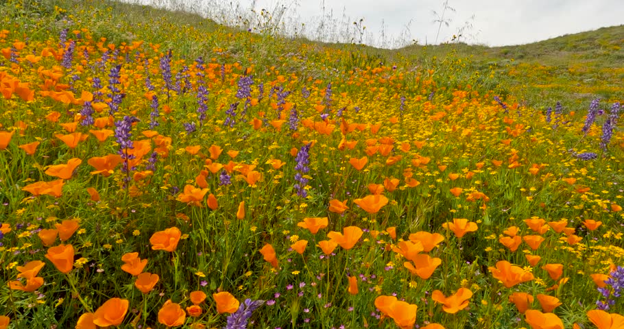 California golden poppy flowers in wildflower meadow at Antelope valley, California.