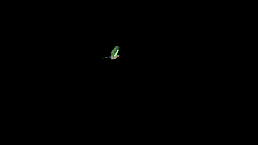 Parrot Bird - Australian Princess - Flying Around Loop -  Front View Closeup - Realistic 3D Animation isolated on transparent background with alpha channel