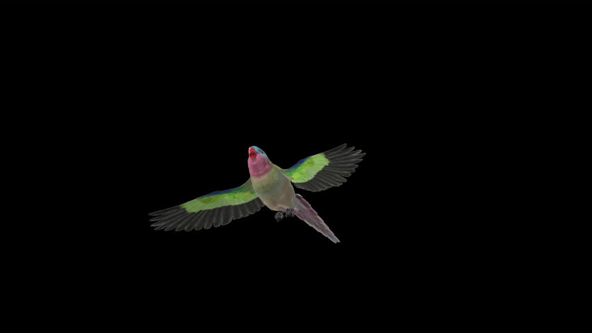 Parrot Bird - Australian Princess - Flying Over Screen - II - Realistic 3D Animation isolated on transparent background with alpha channel